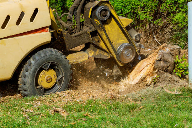 Best Lawn Grading and Leveling  in Wayland, IA