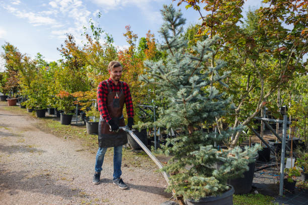 Best Tree Removal  in Wayland, IA
